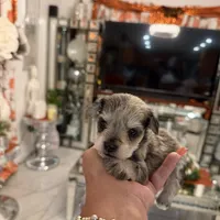 Sydney, a female Miniature Schnauzer for sale in Orlando, FL – Photo 3 of 5