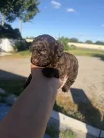 Lory, a female Poodle - Toy  for sale in Orlando, FL – 2 of 2