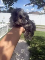 Luke, a male Miniature Schnauzer for sale in Orlando, FL – 2 of 3