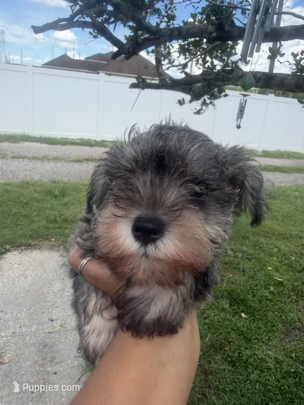 Stacy – Miniature Schnauzer puppy for sale in Orlando, FL