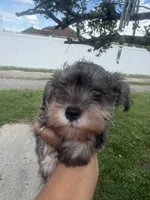 Stacy, a female Miniature Schnauzer for sale in Orlando, FL – 1 of 3