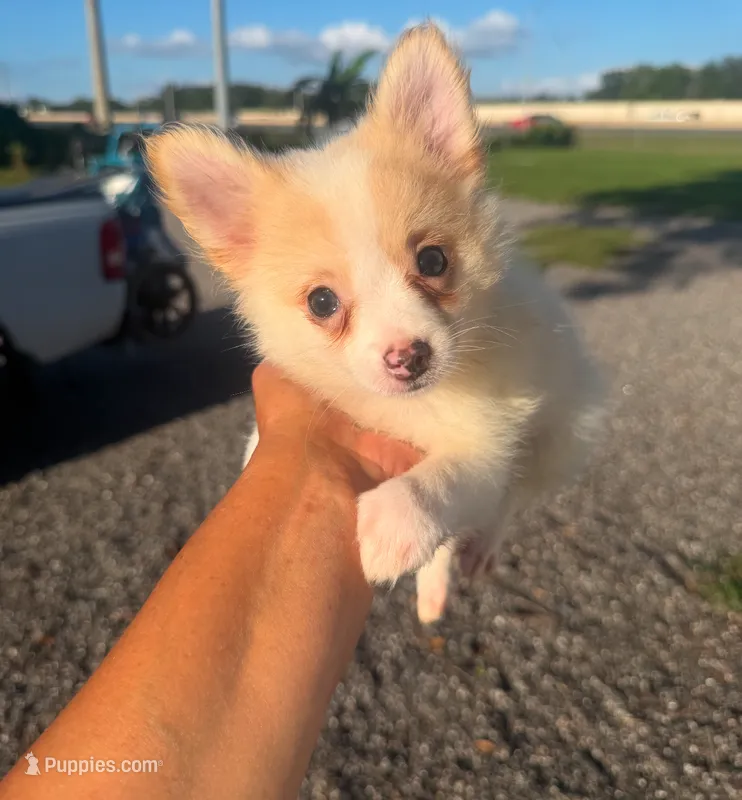 River  – Pomeranian puppy for sale in Orlando, FL