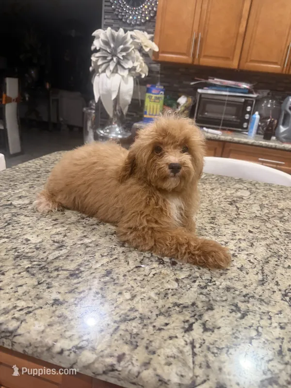 Mitch – Poodle - Toy  puppy for sale in Orlando, FL