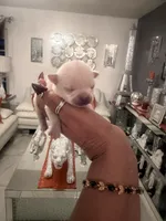 China , a female Chihuahua for sale in Orlando, FL – 2 of 3