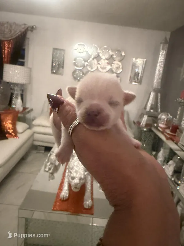 China  – Chihuahua puppy for sale in Orlando, FL