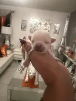 China , a female Chihuahua for sale in Orlando, FL – 1 of 3