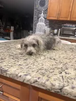 Danny , a male Miniature Schnauzer for sale in Orlando, FL – 2 of 2
