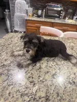 Rita , a female Miniature Schnauzer for sale in Orlando, FL – 3 of 3