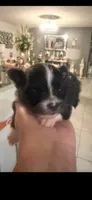 Scout , a male Pomeranian for sale in Orlando, FL – 1 of 1