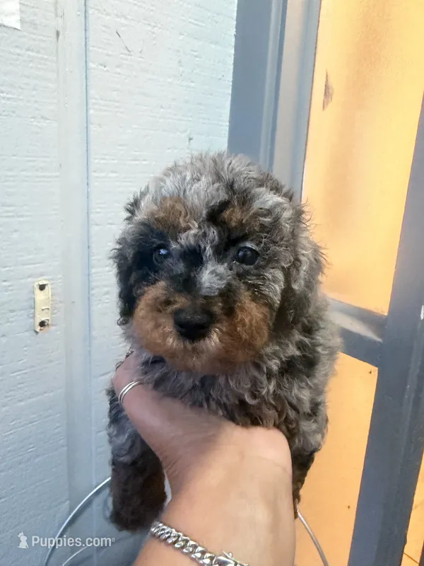 Peaches  – Goldendoodle puppy for sale in Orlando, FL