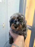 Peaches , a female Goldendoodle for sale in Orlando, FL – 1 of 2