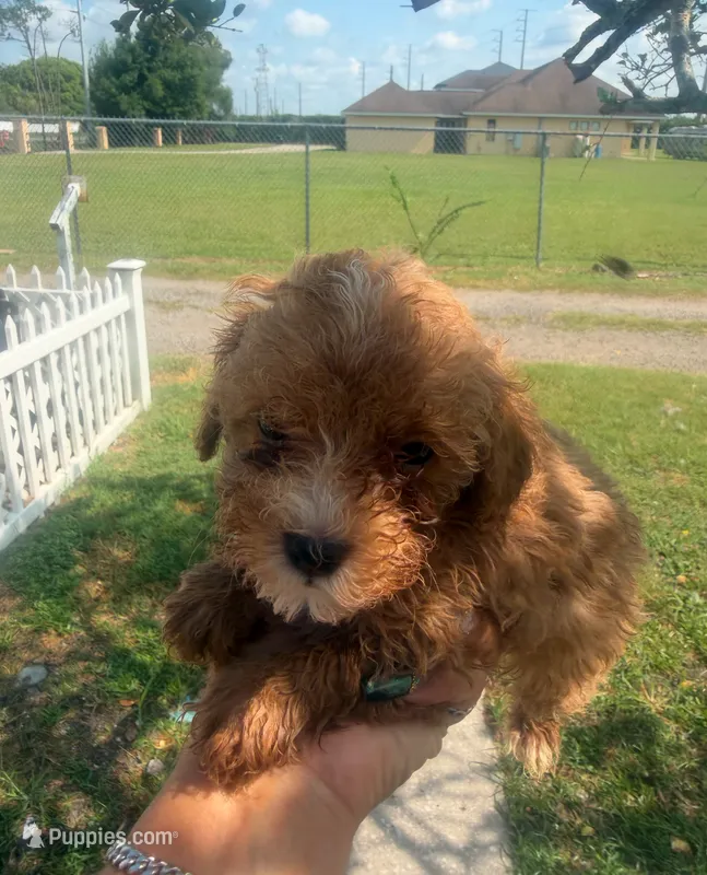Lola  – Poodle - Toy  puppy for sale in Orlando, FL