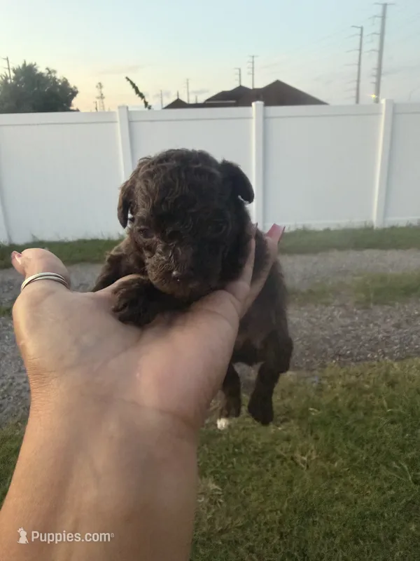 Marla – Poodle - Toy  puppy for sale in Orlando, FL