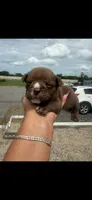 Buddy , a male American Bully for sale in Orlando, FL – 1 of 1