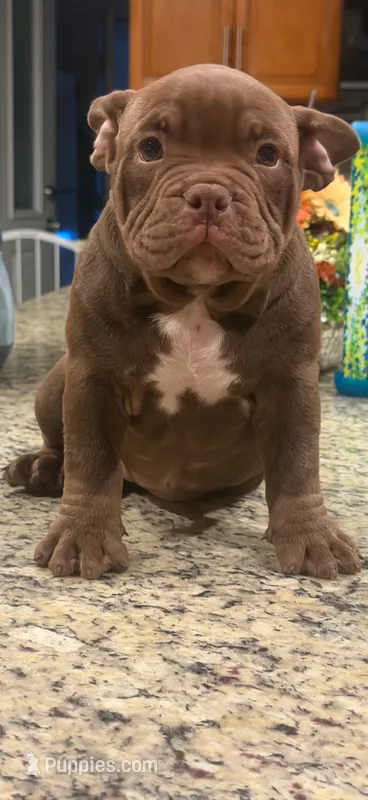 Bella  – American Bully puppy for sale in Orlando, FL
