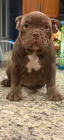 Bella , a female American Bully for sale in Orlando, FL – 1 of 6
