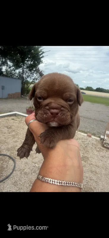 Bella  – American Bully puppy for sale in Orlando, FL