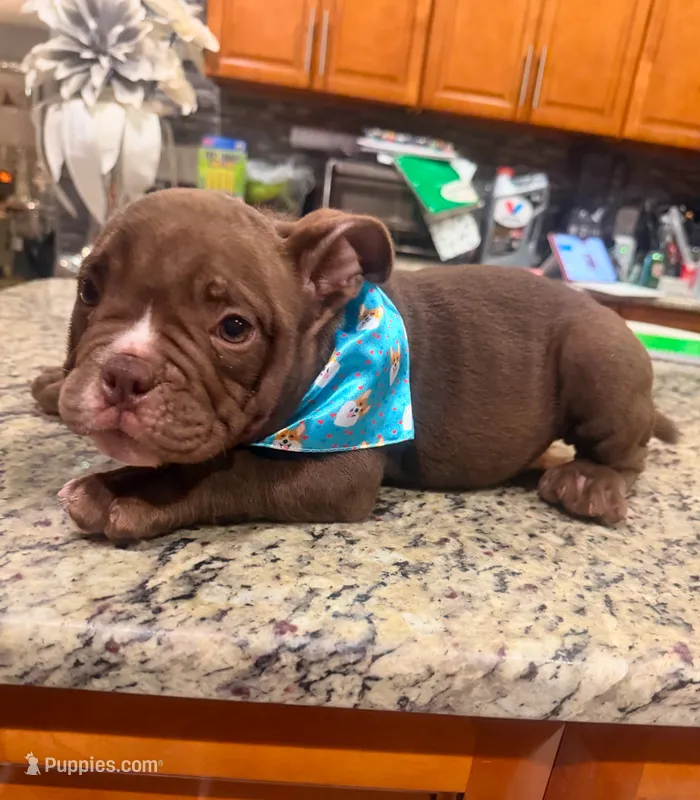 Buddy  – American Bully puppy for sale in Orlando, FL