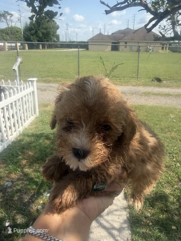 Mitch – Poodle - Toy  puppy for sale in Orlando, FL