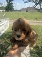 Mitch, a male Poodle - Toy  for sale in Orlando, FL – 1 of 2