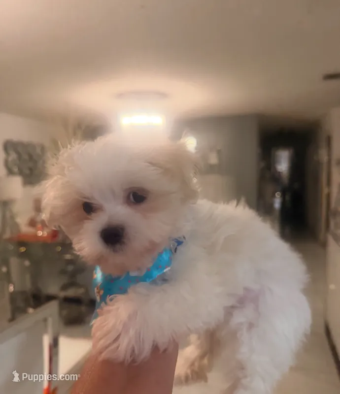 Coco – Maltese puppy for sale in Orlando, FL