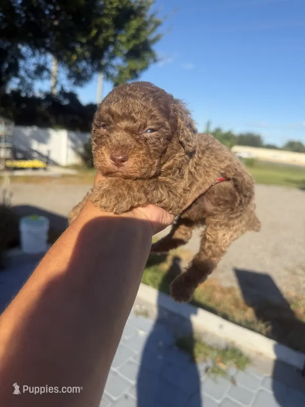 Roy – Poodle - Toy  puppy for sale in Orlando, FL