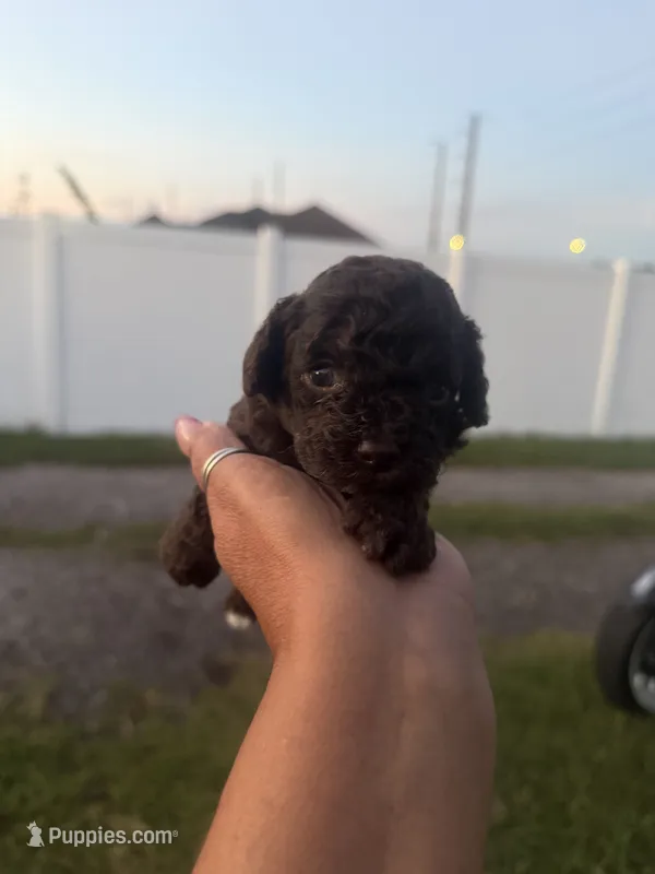 Benny – Poodle - Toy  puppy for sale in Orlando, FL