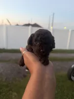 Benny, a male Poodle - Toy  for sale in Orlando, FL – 1 of 2