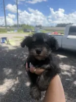 Rina, a female Miniature Schnauzer for sale in Orlando, FL – 2 of 2