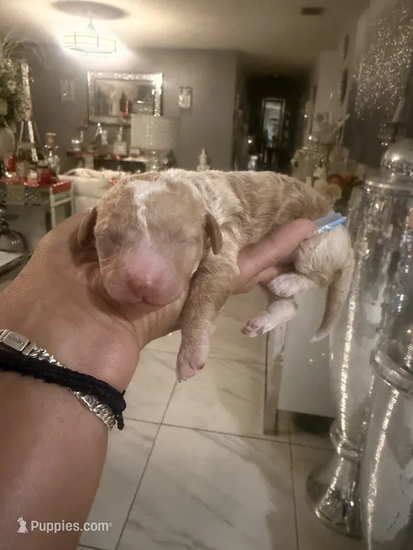 Ace  – Goldendoodle puppy for sale in Orlando, FL