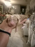 Ace , a male Goldendoodle for sale in Orlando, FL – 1 of 1