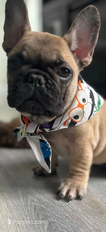 Paulo – French Bulldog puppy for sale in Orlando, FL