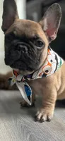Paulo, a male French Bulldog for sale in Orlando, FL – 1 of 4