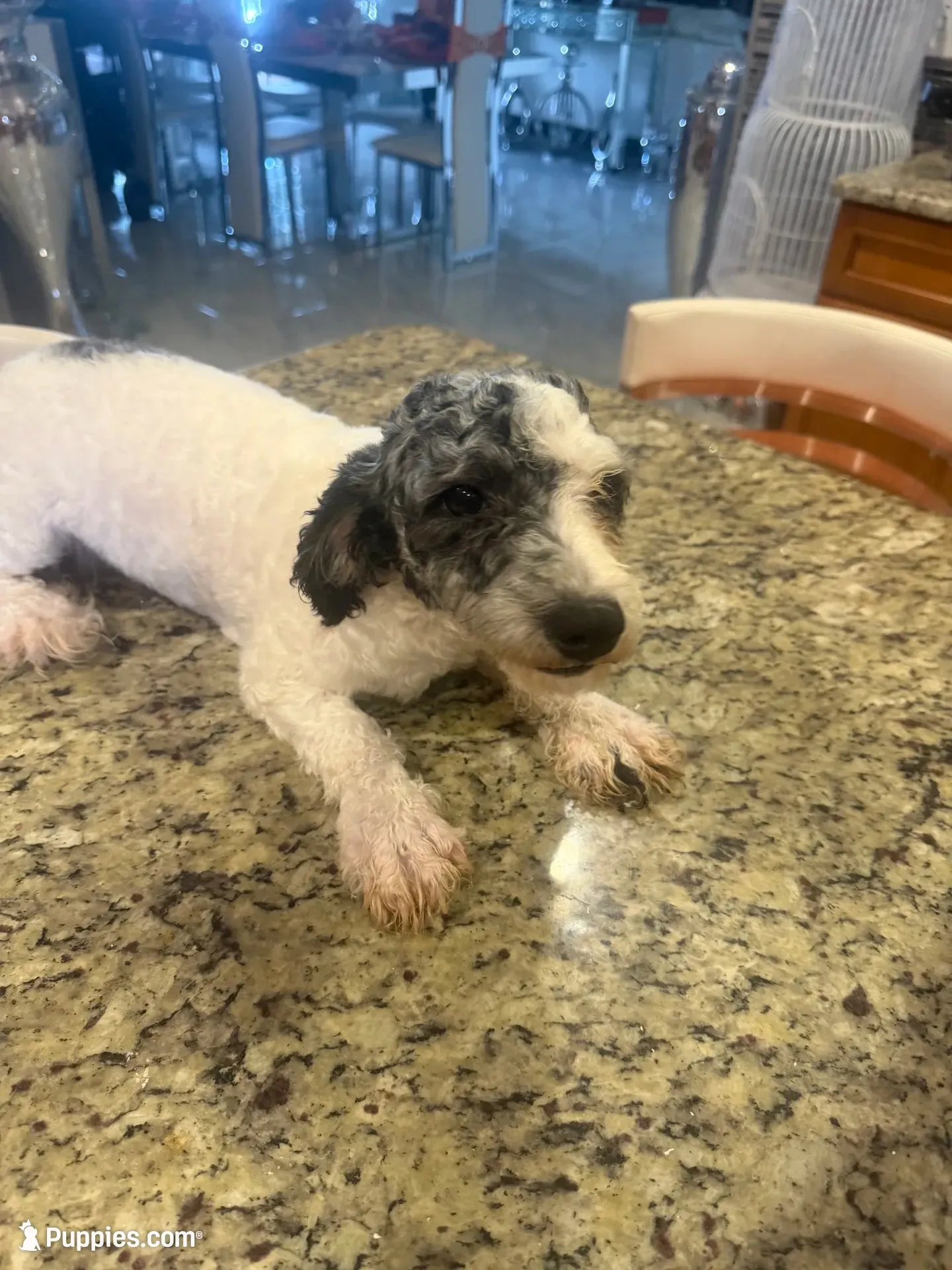 Oreo , a male Poodle - Toy  for sale in Orlando, FL – 1 of 6