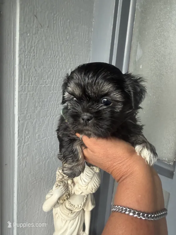 Claire – Shih Tzu puppy for sale in Orlando, FL