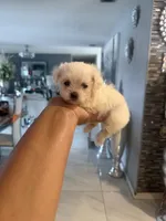 Chip , a male Maltese for sale in Orlando, FL – 2 of 2
