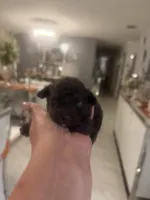 Nutella , a female Poodle - Toy  for sale in Orlando, FL – Photo 2 of 3