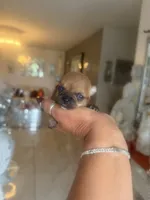 Amber , a female Chihuahua for sale in Orlando, FL – 2 of 4