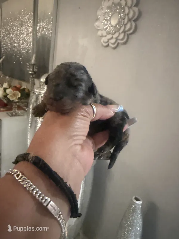 Iris  – Poodle - Toy  puppy for sale in Orlando, FL