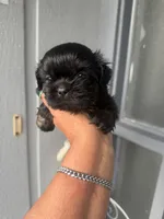 Fanny , a female Shih Tzu for sale in Orlando, FL – 1 of 1