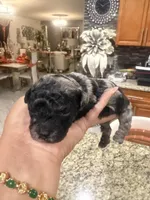 Pepper, a female Poodle - Toy  for sale in Orlando, FL – Photo 3 of 3