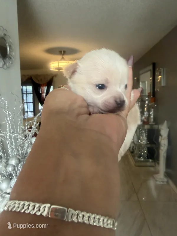 Cliff  – Chihuahua puppy for sale in Orlando, FL