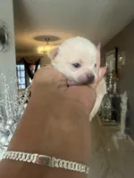 Cliff , a male Chihuahua for sale in Orlando, FL – 1 of 3