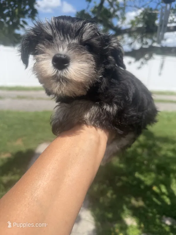 Zara – Miniature Schnauzer puppy for sale in Orlando, FL