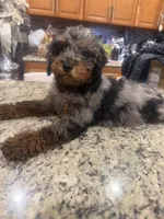 Peaches , a female Goldendoodle for sale in Orlando, FL – 1 of 3