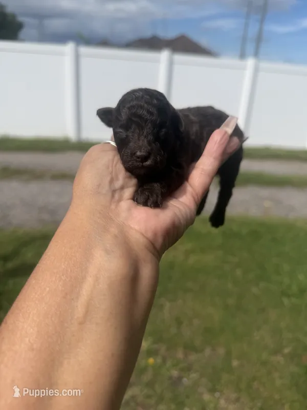 Stacy  – Poodle - Toy  puppy for sale in Orlando, FL