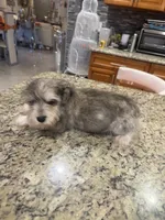 Clyde , a male Miniature Schnauzer for sale in Orlando, FL – 1 of 1