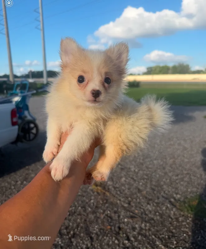 Toby – Pomeranian puppy for sale in Orlando, FL