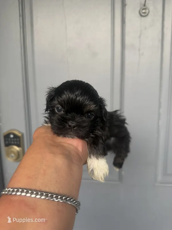 Eddie  – Shih Tzu puppy for sale in Orlando, FL
