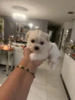 Clara, a female Maltese for sale in Orlando, FL – Photo 2 of 2